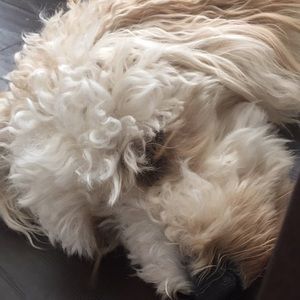 Meet your Posher, Jamie